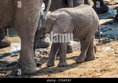 Nahaufnahme Porträt eines Baby-Elefanten-Kalbes, das in Halali Wasserloch im Etosha Nationalpark trinkt, Wildtiersafari und Pirschfahrt in Namibia, Afrika Stockfoto