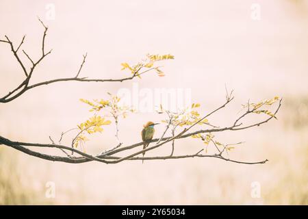 Goa, Indien. Grüner Bienenfresser, Vogel sitzt auf einem Zweig des Baumes auf blerred gelbem Hintergrund Stockfoto