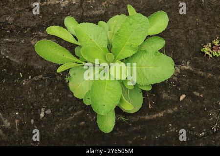 Lactuca Virosa, diese stachelige Pflanze, oft Opiumsalat genannt, verbirgt ein beruhigendes Geheimnis. Seine Blätter werden geerntet und getrocknet, um pflanzliche Produkte herzustellen Stockfoto