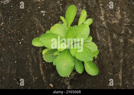 Lactuca Virosa, diese stachelige Pflanze, oft Opiumsalat genannt, verbirgt ein beruhigendes Geheimnis. Seine Blätter werden geerntet und getrocknet, um pflanzliche Produkte herzustellen Stockfoto