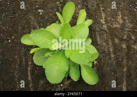 Lactuca Virosa, diese stachelige Pflanze, oft Opiumsalat genannt, verbirgt ein beruhigendes Geheimnis. Seine Blätter werden geerntet und getrocknet, um pflanzliche Produkte herzustellen Stockfoto