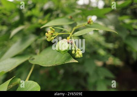 Diese Heilpflanze, die oft mit Spiritualität und Ruhe verbunden ist, ist ein wahres Juwel der Natur. Seine weiße Blume entfaltet sich am Abend. Stockfoto