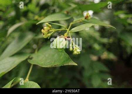 Diese Heilpflanze, die oft mit Spiritualität und Ruhe verbunden ist, ist ein wahres Juwel der Natur. Seine weiße Blume entfaltet sich am Abend. Stockfoto