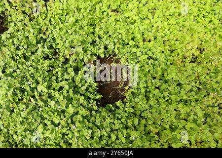 Treffen Sie die zarte Lindernia dubia, eine bezaubernde Wasserpflanze, die Wasserstraßen einen Hauch von Eleganz verleiht. #Lindernia #Naturfotografie #Nearwaterworld' Stockfoto