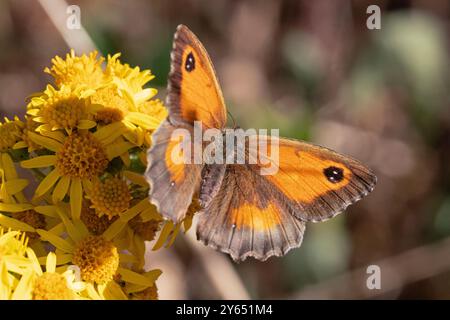 Makrofoto eines braunen Wiesenfalters, der ein paar gelbe Blumen bestäubt. Stockfoto