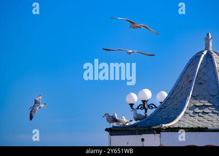 Möwen überfliegen oder sitzen auf einer Kuppel am Palace Pier in Brighton, Großbritannien Stockfoto