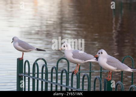 Black-Headed Gull Stockfoto