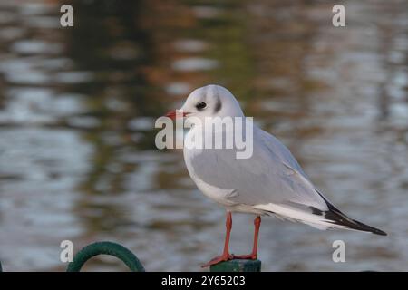 Black-Headed Gull Stockfoto