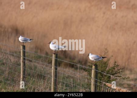 Black-Headed Gull Stockfoto