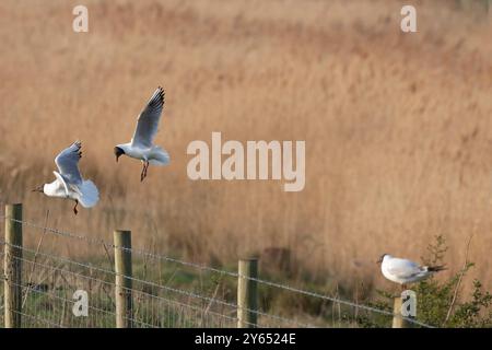 Black-Headed Gull Stockfoto