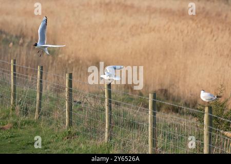 Black-Headed Gull Stockfoto