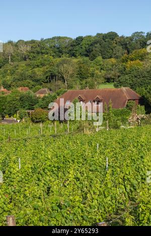 England, Kent, Elham Valley, Elham Valley Vineyards und The Fifth Trust, Eine Wohltätigkeitsorganisation für Erwachsene mit Lernbehinderungen Stockfoto