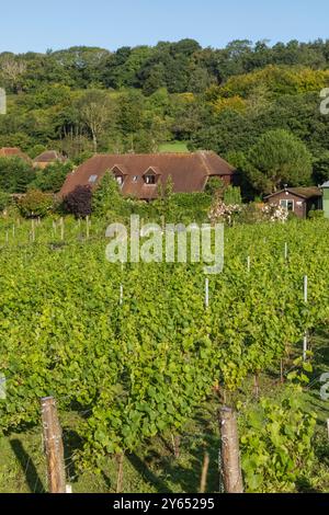 England, Kent, Elham Valley, Elham Valley Vineyards und The Fifth Trust, Eine Wohltätigkeitsorganisation für Erwachsene mit Lernbehinderungen Stockfoto