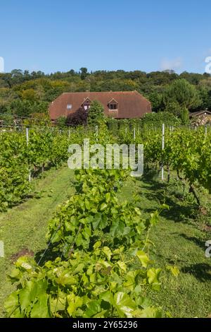 England, Kent, Elham Valley, Elham Valley Vineyards und The Fifth Trust, Eine Wohltätigkeitsorganisation für Erwachsene mit Lernbehinderungen Stockfoto