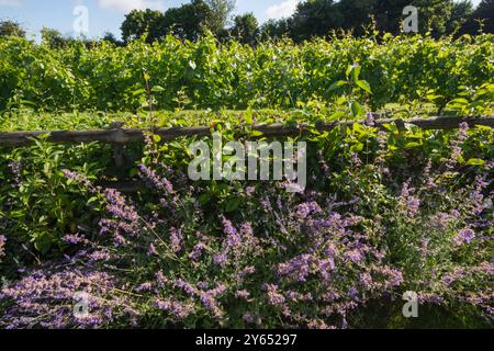 England, Kent, Elham Valley, Elham Valley Vineyards und The Fifth Trust, Eine Wohltätigkeitsorganisation für Erwachsene mit Lernbehinderungen Stockfoto