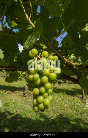 England, Kent, Elham Valley, Elham Valley Vineyards und The Fifth Trust, Eine Wohltätigkeitsorganisation für Erwachsene mit Lernbehinderungen Stockfoto