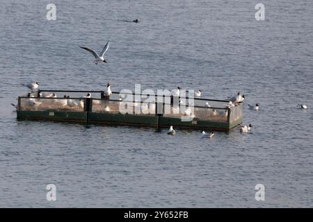 Black-Headed Gull Stockfoto