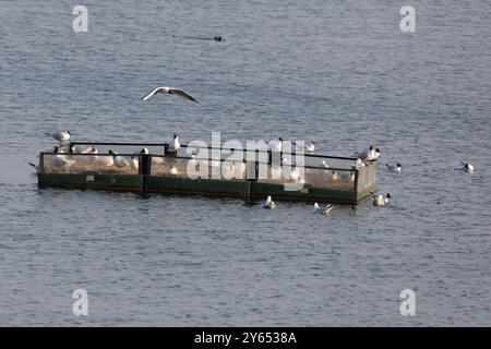 Black-Headed Gull Stockfoto