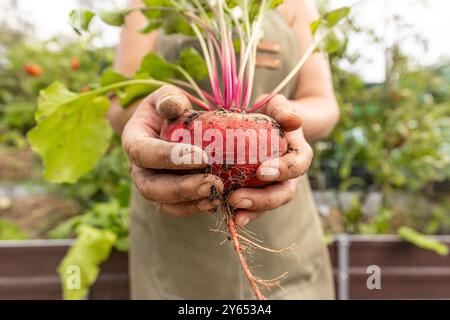 Der Bauer hält frische Bio-Rote Bete, die gerade vom Boden gezogen wurde Stockfoto