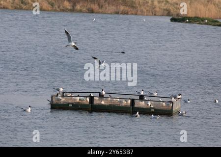 Black-Headed Gull Stockfoto