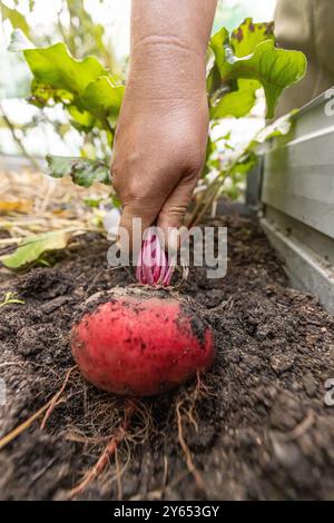 Der Bauer zieht eine frische rote Bete aus dem Boden Stockfoto