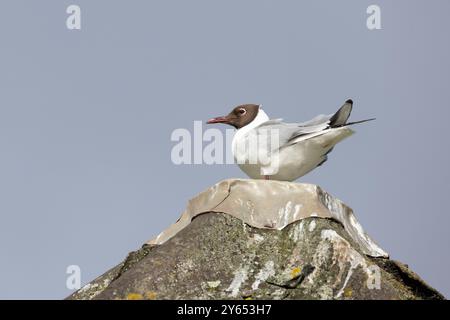 Black-Headed Gull Stockfoto