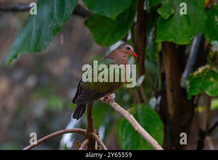 Smaragd Taube oder grüne Taube, Chalcophaps Indica, Vogel Stockfoto