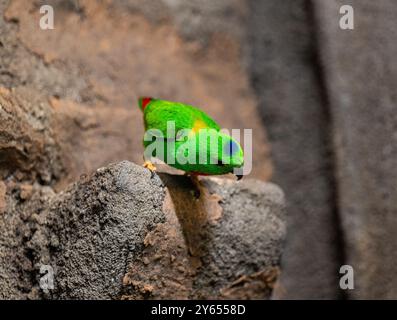 Blue-Crowned hängenden Papagei auf Zweig Stockfoto