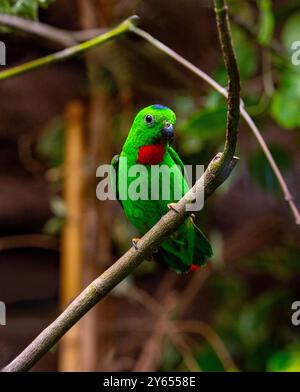 Blue-Crowned hängenden Papagei auf Zweig Stockfoto