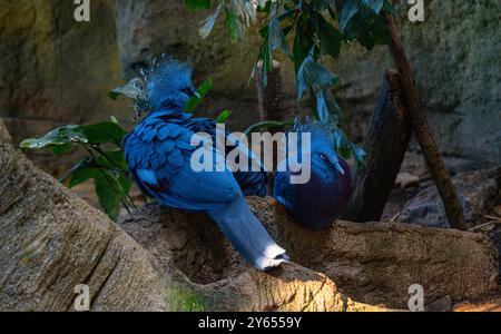 Victoria-gekrönte Taube genannt Goura victoria. Lebt in Neuguinea. Stockfoto