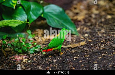 Blue-Crowned hängenden Papagei auf Zweig Stockfoto