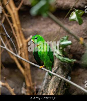 Blue-Crowned hängenden Papagei auf Zweig Stockfoto