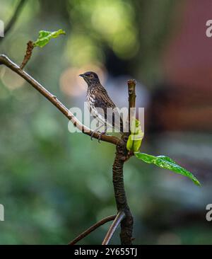 Amethyst Starling weibliche Cinnyricinlus leucogaster Stockfoto