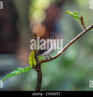 Amethyst Starling weibliche Cinnyricinlus leucogaster Stockfoto