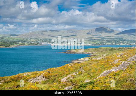 Blick über Berehaven von Bere Island in Richtung des Fischerhafens Castletownbere, mit reichlich einheimischen Zwergginster in Blüte im Vordergrund Stockfoto