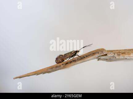 Esperia sulfurella - die schwefeltubische Mikromotte, die auf einem kleinen Holzkiefer sitzt Stockfoto