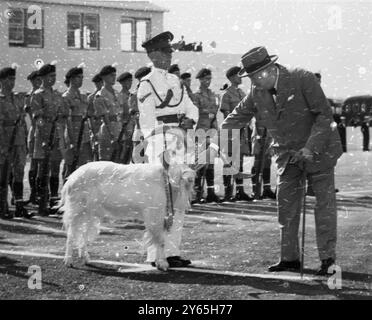 Der britische Premierminister Winston Churchill Pats ' Billy ' , das Ziegenmaskottchen der Royal Welch Fusiliers , als er auf die Ankunft des französischen Premierministers für die Großen drei Treffen wartet , begrüßte Churchill M . Laniel und der französische Außenminister M. Bidalut bei ihrer Ankunft mit dem Flugzeug am 6. Dezember 1953 Stockfoto