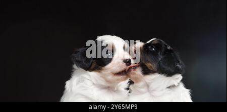 Zwei Welpen sitzen kuscheln und beißen sich gegenseitig. Die Szene ist süß und verspielt Stockfoto