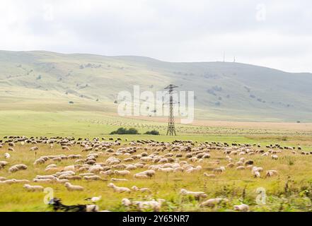 Malerische ländliche georgianische Landschaft mit einem riesigen Feld mit weidenden Schafen und hügeligen grünen Hügeln unter bewölktem Himmel, unterbrochen von einem hohen Stockfoto