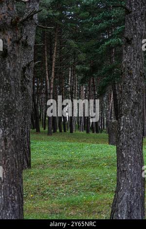 Dieses Bild zeigt einen ruhigen georgianischen Wald mit einer dichten Auswahl an hoch aufragenden Kiefern und einem lebendigen Boden mit grünem Gras und Scatt Stockfoto