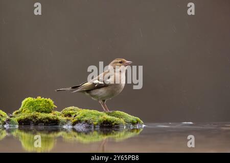 Ein weiblicher Kaffinch steht anmutig auf leuchtendem grünem Moos neben einem reflektierenden Wasserkörper, unter sanftem Regen gegen einen weichen, dunklen Hintergrund Stockfoto