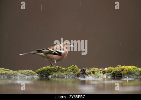 Ein gewöhnlicher Kaffinch hält auf einem moosbewachsenen Hügel an, während sanfte Regentropfen im Wasser Kräuselungen erzeugen und einen ruhigen natürlichen Hintergrund schaffen. Stockfoto