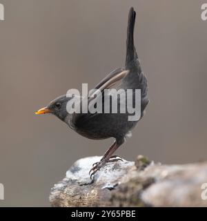 Ein hochwertiges Nahaufnahme-Foto einer gewöhnlichen Amsel (Turdus merula), die elegant auf einem Felsen thront und ihr glänzendes schwarzes Gefieder und zeigt Stockfoto