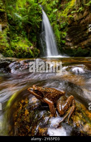 Ein fesselnder Blick auf einen iberischen Frosch, der auf einem moosigen Felsen thront, mit einem atemberaubenden Wasserfall im Hintergrund in der üppigen Wildnis von Asturien, Spanien Stockfoto