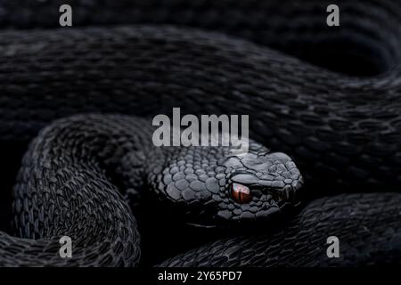 Dieses eindrucksvolle Bild fängt den intensiven Blick und die detaillierten, dunklen Skalen einer melanischen Seoane's Viper ein, einem seltenen und einzigartigen Reptil, das in den üppigen Ländern gefunden wird Stockfoto