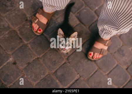 Ein neugieriges junges Kätzchen blickt von einer kopfsteingepflasterten Straße nach oben, eingerahmt von einer gestreiften Hose und Sandalen mit roten Zehennägeln Stockfoto