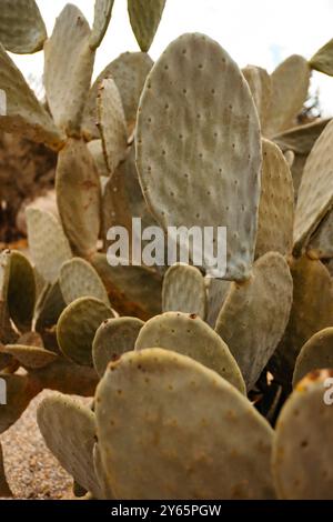 Nahaufnahme eines Feigenkaktus mit seinen berühmten flachen, runden Pads in Cabo de Gata, Almeria. Die Textur und die grüne Farbe werden hervorgehoben und angezeigt Stockfoto