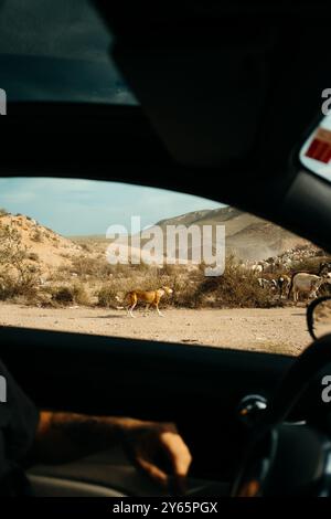 Blick aus einem Auto, das einen Hund zeigt, der neben Ziegen in der trockenen Landschaft in Almeria, Spanien, spaziert. Vielfältige Tierwelt und rustikales Gelände sichtbar durch Stockfoto