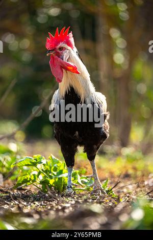 Ein stolzer Hahn steht hoch im strahlenden Sonnenlicht und zeigt seinen leuchtenden roten Kamm und die natürliche Umgebung einer Freilandfarm. Stockfoto