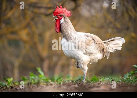 Ein stolzer Hahn mit einem leuchtend roten Kamm streckt selbstbewusst über ein Feld und veranschaulicht das Leben von Freilandgeflügel. Stockfoto